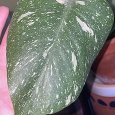 monstera thai constellation