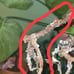 monstera thai constellation