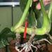monstera thai constellation