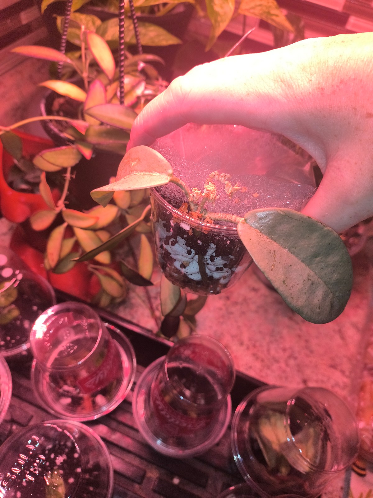 Hoya Nova Ghost cutting