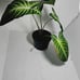 Xanthosoma lindenii 'Magnificum' | Rare Aroid | Silver Vein Elephant Ear |6 Pot