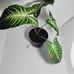 Xanthosoma lindenii 'Magnificum' | Rare Aroid | Silver Vein Elephant Ear |6 Pot