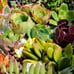 Succulent Cuttings (2 pounds) more than 80 fresh Cuttings FREE SHIPPING
