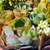 Succulent Cuttings (2 pounds) more than 80 fresh Cuttings FREE SHIPPING
