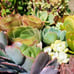 Succulent Cuttings (2 pounds) more than 80 fresh Cuttings FREE SHIPPING