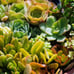 Succulent Cuttings (2 pounds) more than 80 fresh Cuttings FREE SHIPPING