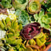 Succulent Cuttings (2 pounds) more than 80 fresh Cuttings FREE SHIPPING