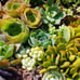 Succulent Cuttings (2 pounds) more than 80 fresh Cuttings FREE SHIPPING