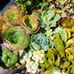 Succulent Cuttings (2 pounds) more than 80 fresh Cuttings FREE SHIPPING