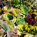 Succulent Cuttings (2 pounds) more than 80 fresh Cuttings FREE SHIPPING