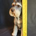 Antique Porcelain Figure Dog Schnauzer Japan Enesco Aldon D690