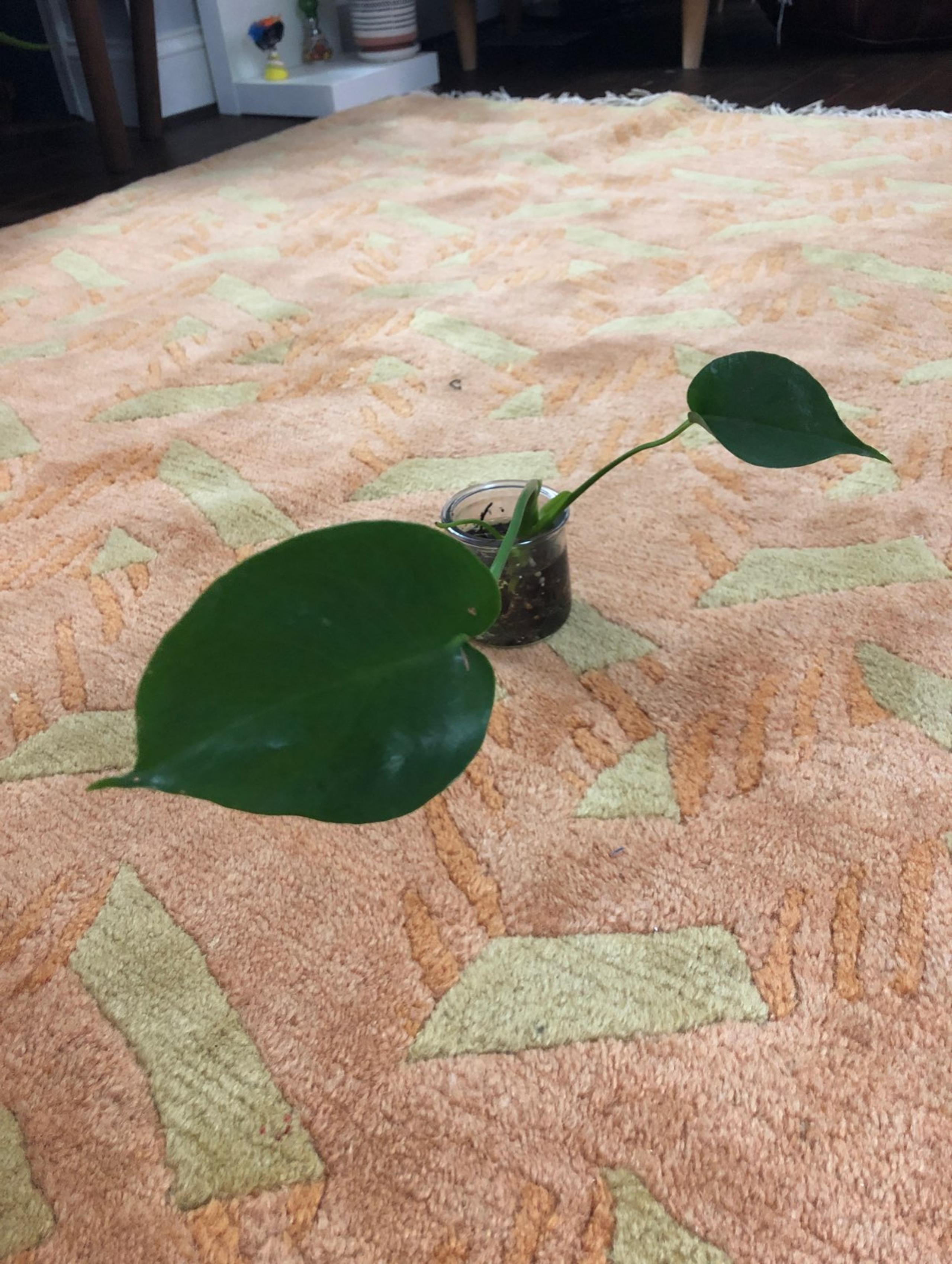 Monstera deliciosa (rooted cutting)