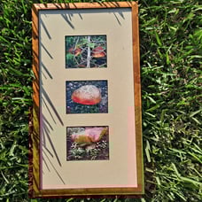 Custom frame mushroom photographs