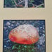 Custom frame mushroom photographs