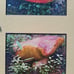 Custom frame mushroom photographs