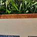 Custom frame mushroom photographs