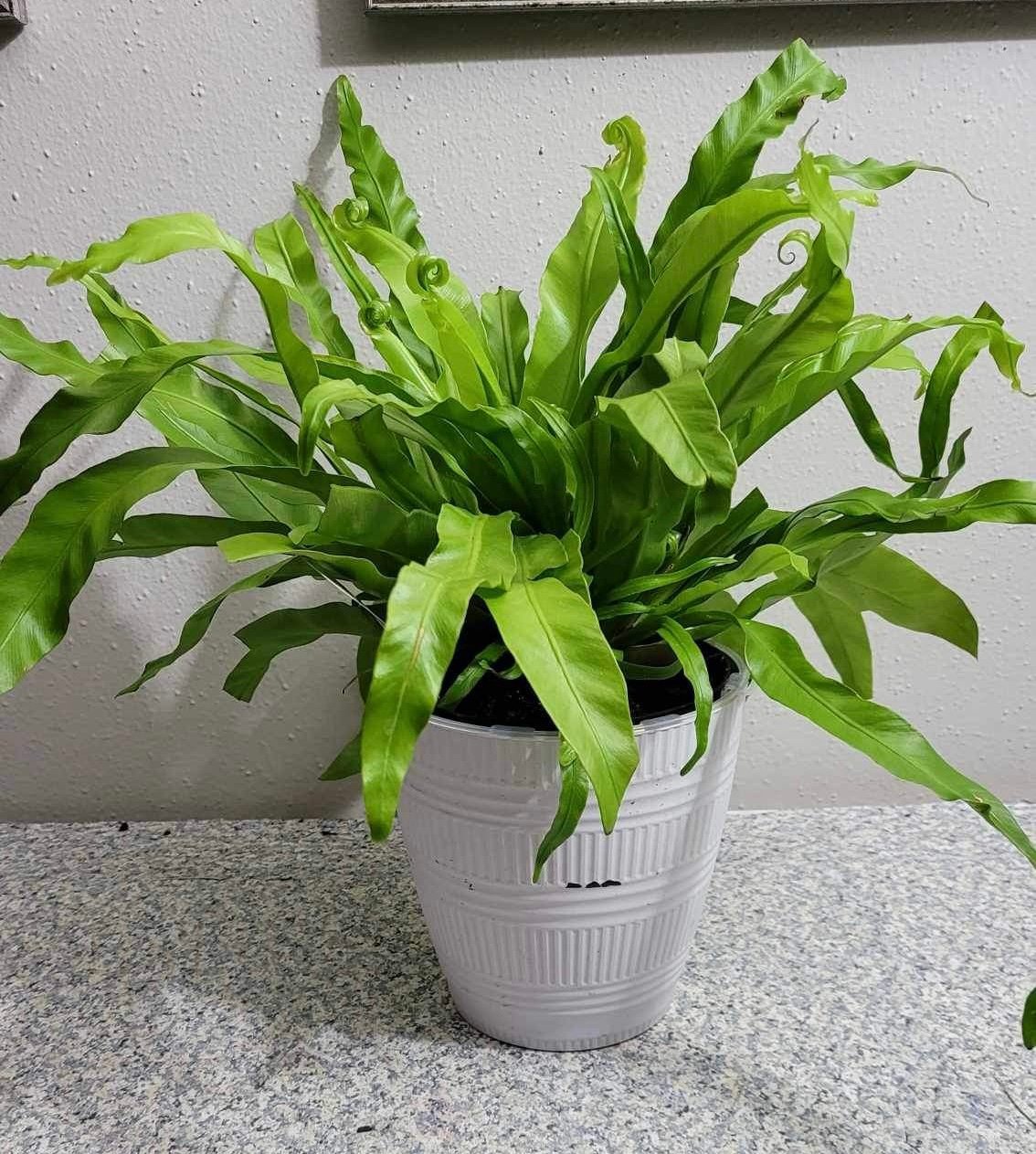 Live Bird Nest Fern Asplenium nidus Indoor Outdoor Garden Office Plant 6”Pot