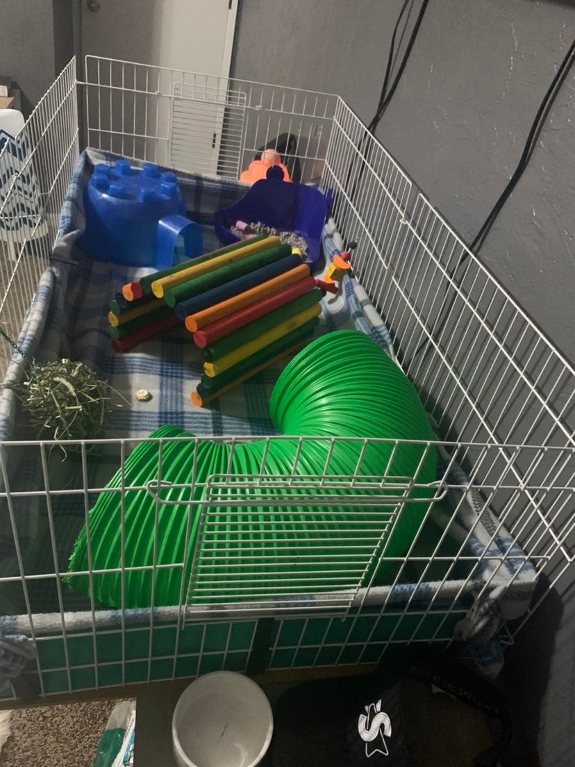 guinea pig cage