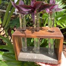 Cement and wood propagation station