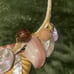 Vintage Shell Necklace Crafted By Celebrity Designer Peggy Graham Handmade 1980s