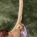 Vintage Shell Necklace Crafted By Celebrity Designer Peggy Graham Handmade 1980s