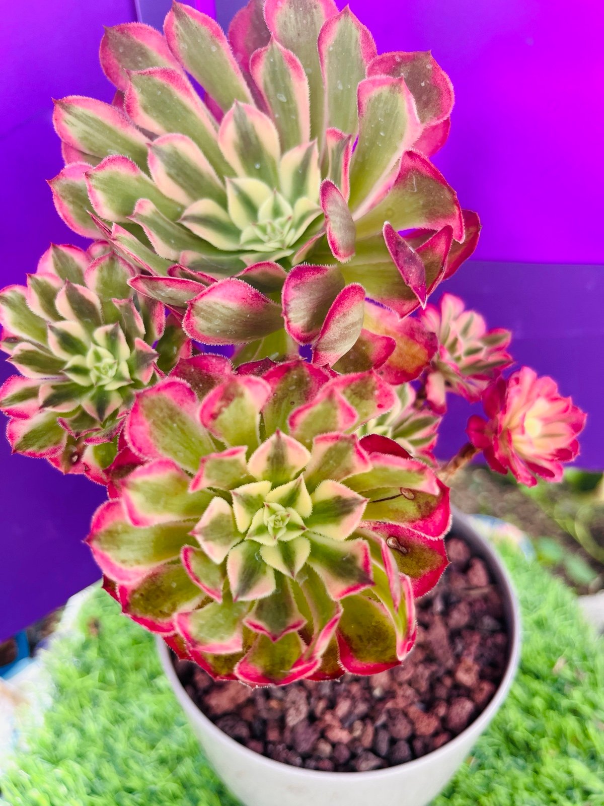 Aeonium black King Kong | Created Succulent | Live Plant