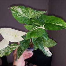 Large Syngonium albo w/ great variegation