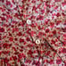 Set of 2 baby girl Dresses (Nordstrom and wheat)