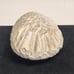 Natural Brain Coral
