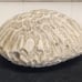 Natural Brain Coral