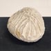 Natural Brain Coral