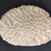 Natural Brain Coral