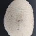 Natural Brain Coral