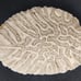 Natural Brain Coral