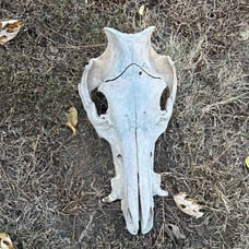 Pig skull