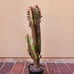 Euphorbia trigona Rubra Cathedral Cactus Live Plant