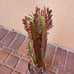 Euphorbia trigona Rubra Cathedral Cactus Live Plant