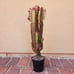 Euphorbia trigona Rubra Cathedral Cactus Live Plant