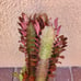 Euphorbia trigona Rubra Cathedral Cactus Live Plant