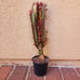 Euphorbia trigona Rubra Cathedral Cactus Live Plant