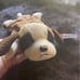 Beanie babies Bernie with errors