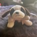 Beanie babies Bernie with errors