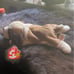 Beanie babies Bernie with errors