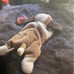 Beanie babies Bernie with errors