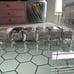 Huge ILNP Bundle - 10 shades + base and top coat
