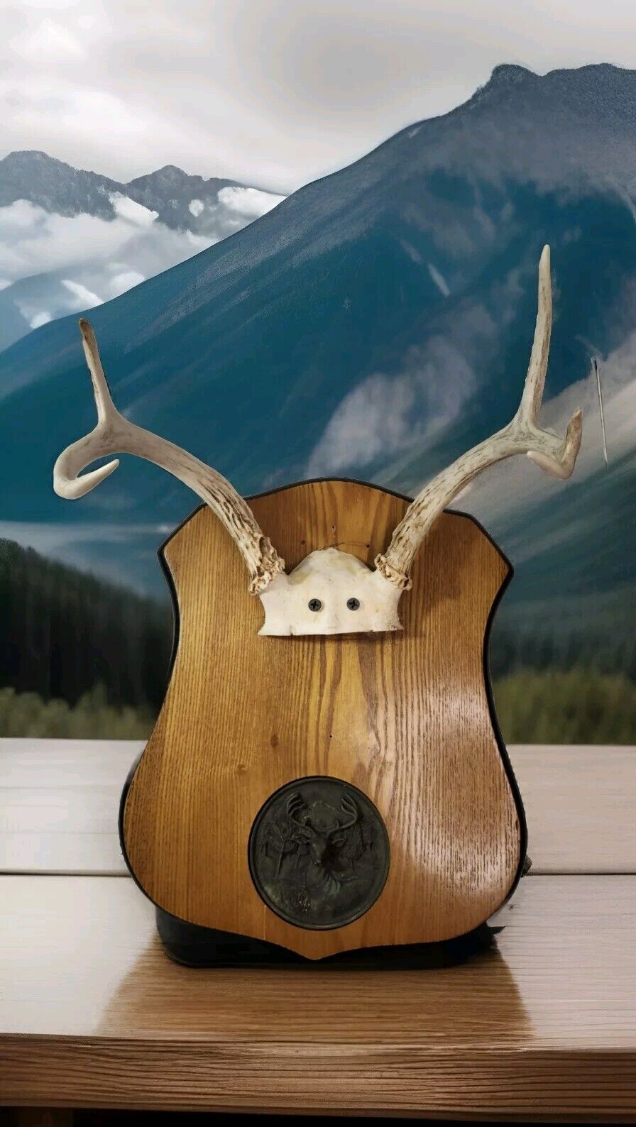 Small WHITETAIL DEER Mount Antler Mount on Wood Plaque With Brass Medallion Rare