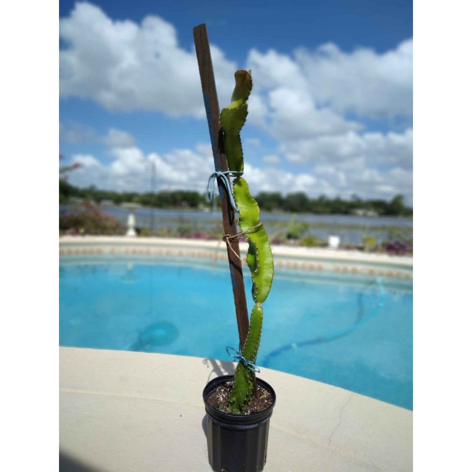 28 -2ft.4in - Climbing Cactus -Ship or Deltona, FL -White Fragrant Flowers Fruit