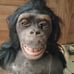 Wowwee Alive! Chimpanzee Bust No remote