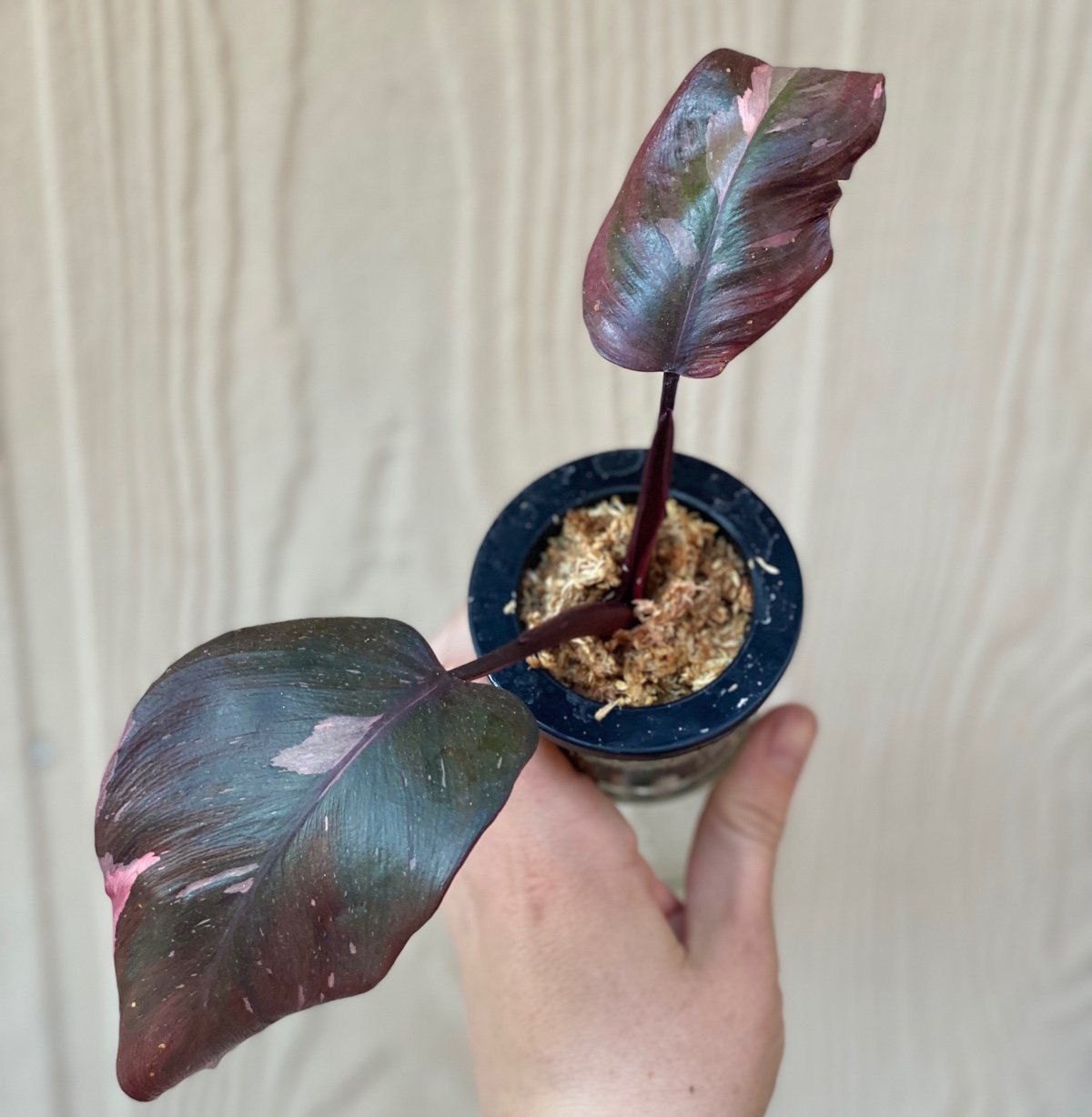 Pink princess philodendron rooted top cutting