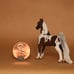 CM Bay Pinto Saddlebred Micro Mini Whinnie Custom Model by Bits & Breyers Studio